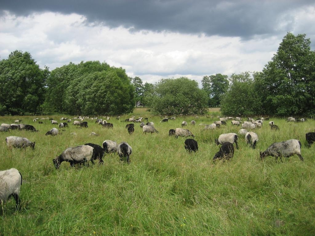 Ferienwohnungen Heideidylle Amelinghausen Exterior foto